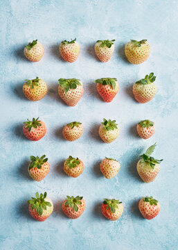 Neatly arranged pineberries (white strawberries) on blue background