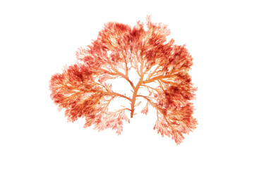 Branchy red algae or rhodophyta isolated transparent png. Red seaweed.