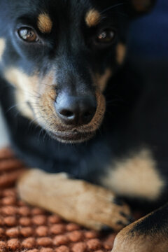 Resting Dog Looking into Lens