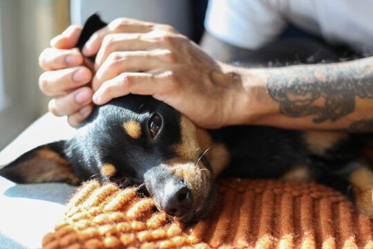 Man's Hand on Dog's Head