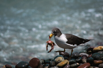 GAVIOTA PERUANA CON CANGREJO ATRAPADO