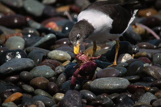 GAVIOTA PERUANA CAZANDO CONGREJO