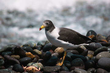 GAVIOTA DESCUIDA CANGREJO