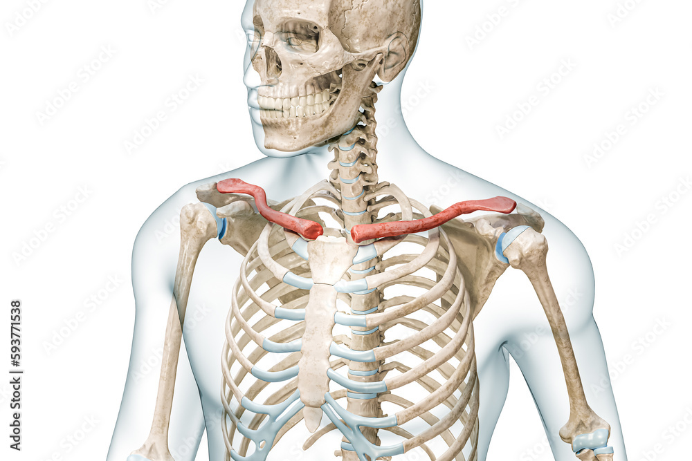 Wall mural clavicle bones or collarbones in color with body 3d rendering illustration isolated on white with co