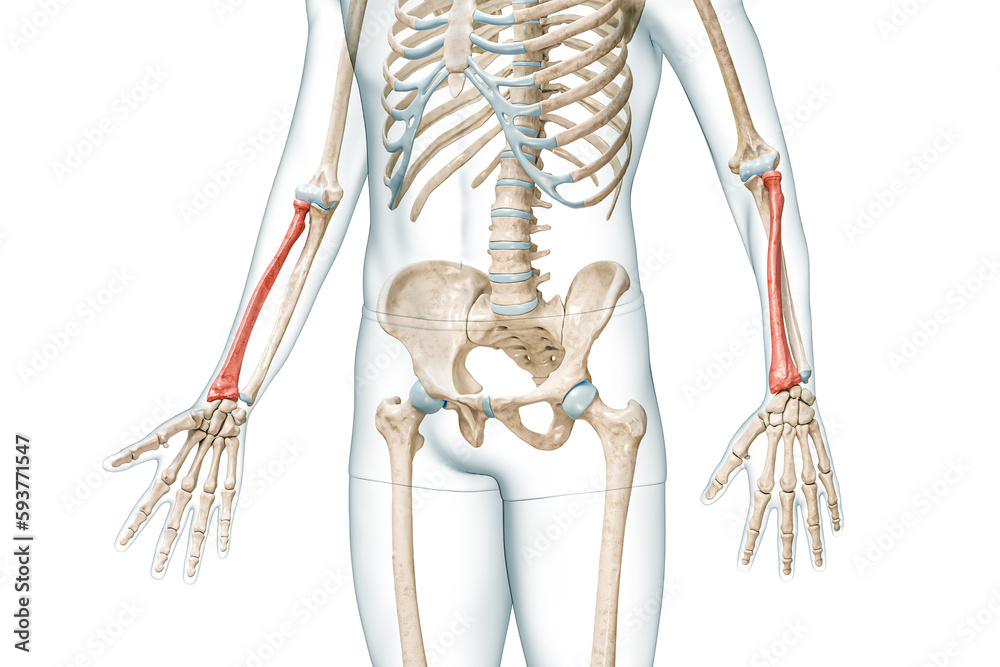 Wall mural radius forearm bone in red color with body 3d rendering illustration isolated on white with copy spa