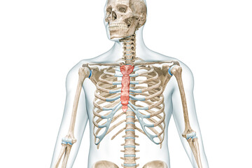 Sternum and manubrium bones in color with body 3D rendering illustration isolated on white with copy space. Human skeleton anatomy, medical diagram, skeletal system, science, biology concepts.