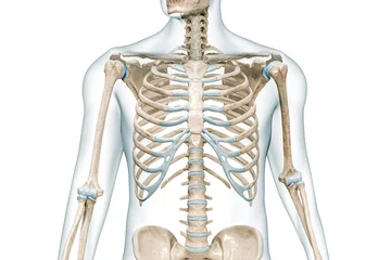 Fotobehang Rib cage bones with body front view close-up 3D rendering illustration isolated on white with copy space. Human skeleton anatomy, medical diagram, osteology, skeletal system, science, biology concept. © Matthieu