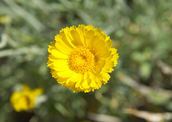 Paper Daisies, Bracteantha bracteata, a flower native to Western Australia. The petals on this flower are paper thin