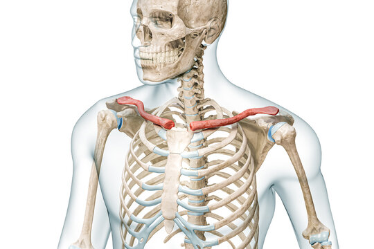 Clavicle bones or collarbones in color with body 3D rendering illustration isolated on white with copy space. Human skeleton anatomy, medical diagram, osteology, skeletal system, science concepts.