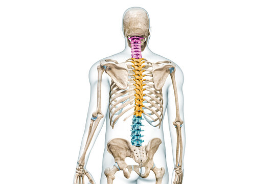 Cervical, thoracic and lumbar vertebrae in color back view with body 3D rendering illustration isolated on white with copy space. Human spine skeleton anatomy, medical diagram, skeletal system concept