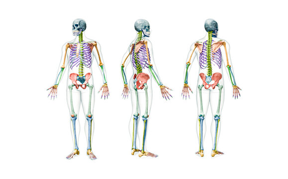 Front, back and profile views of full human male skeleton with body 3D rendering illustration isolated on white. Anatomy or medical diagram with each bone or group of bones labeled with color.