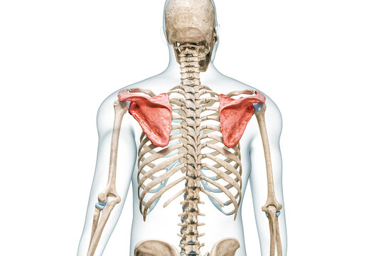 Scapula or shoulder blade bones in color with body 3D rendering illustration isolated on white with copy space. Human skeleton anatomy, medical diagram, skeletal system, science, biology concepts.