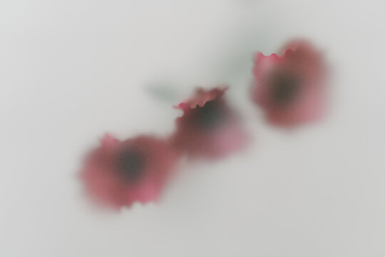 Flowers under cloudy glass