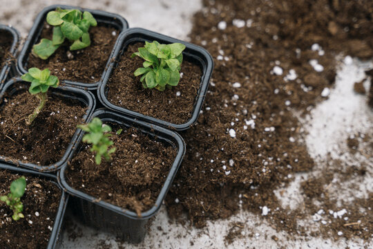 Potted seedlings