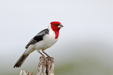 Red-cowled Cardinal (Paroaria dominicana), isolated perched on a fence under a blurred background