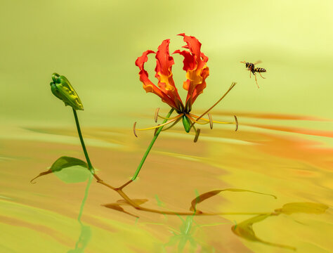 Wasp approaching flame lily