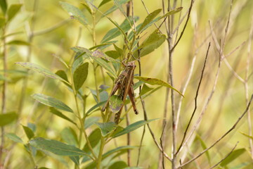 Grasshopper on leaves