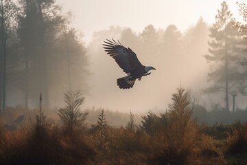 Fototapeta na wymiar An eagle in flight. Flying in the misty early air over a Polish woodland in search of breakfast, a pair of white tailed eagles (Haliaeetus albicilla). Generative AI