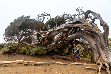Mother and son going through the tunnel of a Sabinar tree twisted by the wind of El Hierro. Canary Islands
