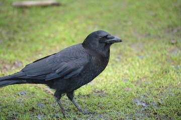 Fototapeta premium American Crow on lawn