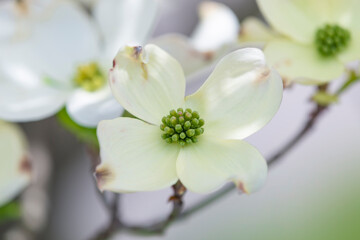 Dogwood Blossom With Shallow Depth of Field