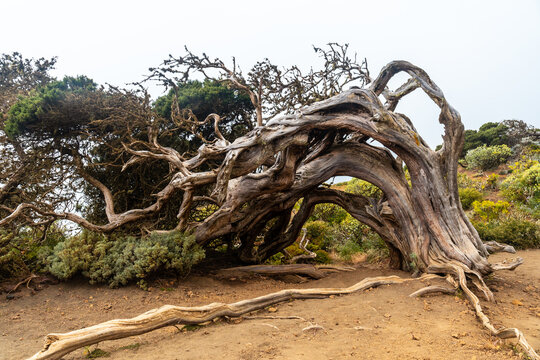 Tunnel in a juniper tree twisted by the wind in El Hierro with fog. Canary Islands