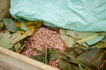 Cacao Fermentation