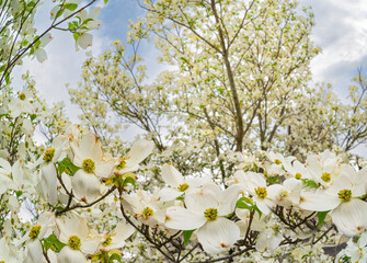 Big Dogwood Tree Full of Blooms In Springtime