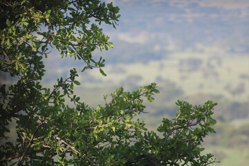 Paisaje natural hermoso con detalle de hojas verdes de &aacute;rbol