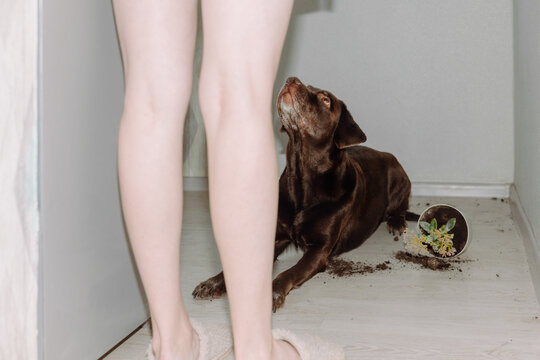 The dog listens to the man's command.