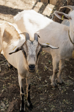 A goat in a barnyard.
