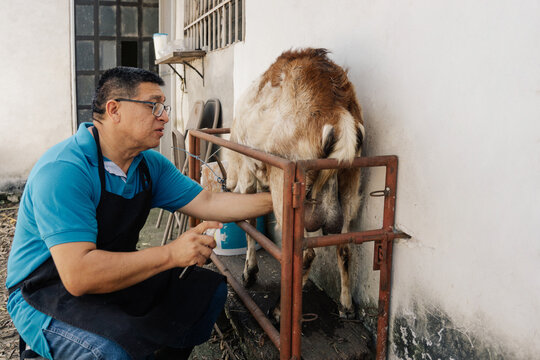 Man milking goat