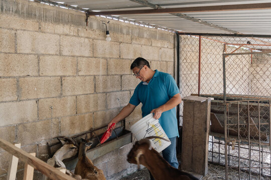 Farmer feeding goats.