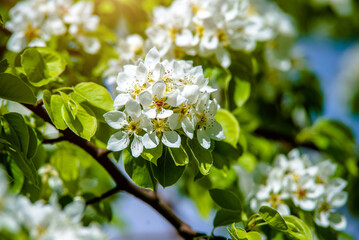 Flowering branch of pear in the garden in spring
