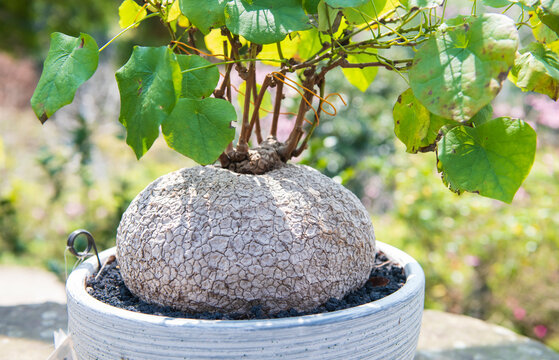 Potted dioscorea elephantipes on rock in garden