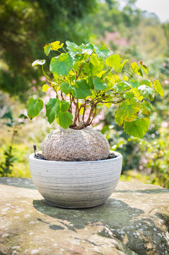 Potted dioscorea elephantipes on rock in garden