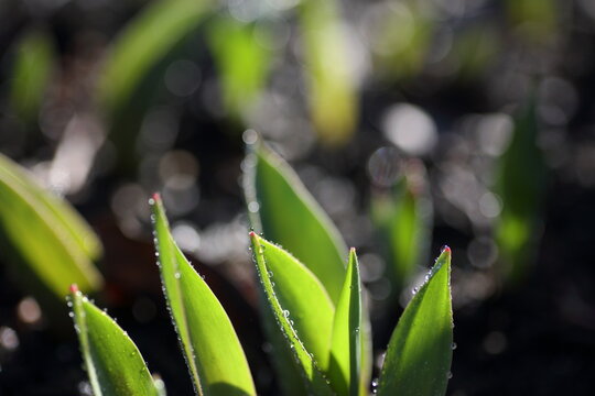 Fresh tulip foliage emerging in early spring