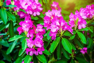 pink rhododendron blooms in the Botanical garden
