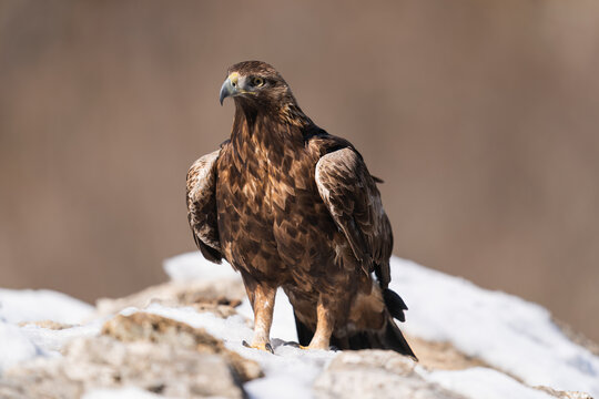 Golden Eagle In The Wild Mountains of Le&oacute;n, Northern Spain  