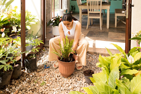 Gardener Placing A Fern In A Pot With Soil