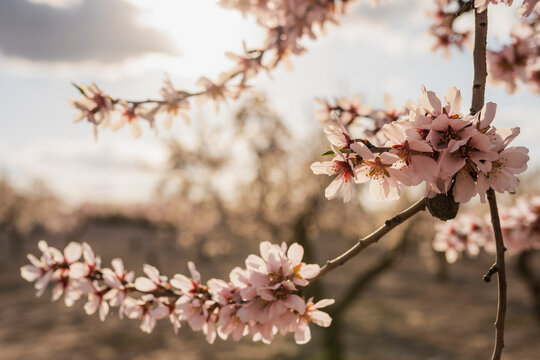 In bloom