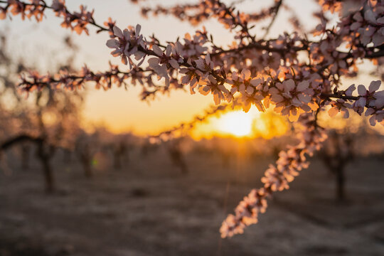 In bloom