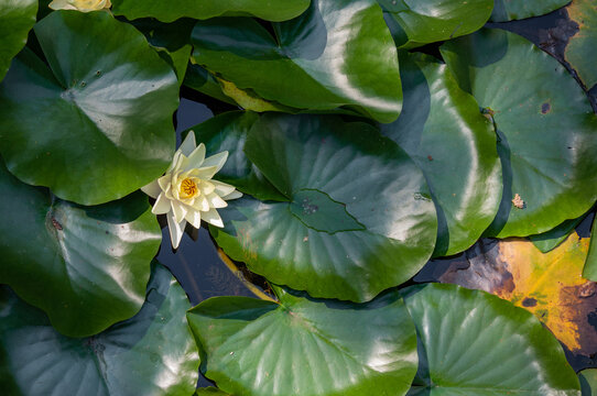 Water Lily Flowers