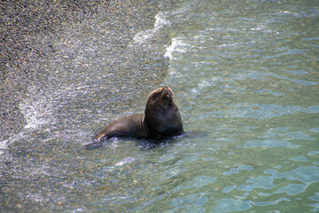 seal in water