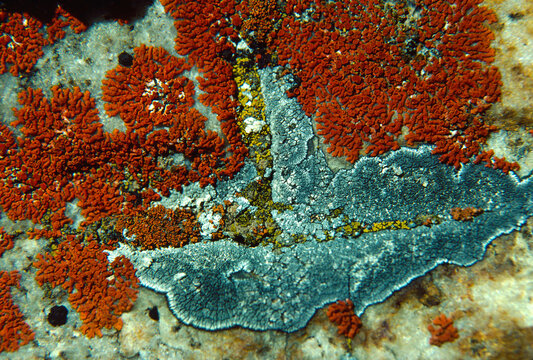 closeup lichens granite rocks Blue Ridge Parkway North Carolina film