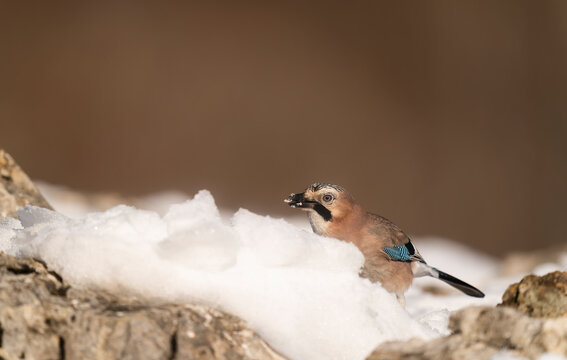 Beautiful Eurasian Jay In The Mountains  