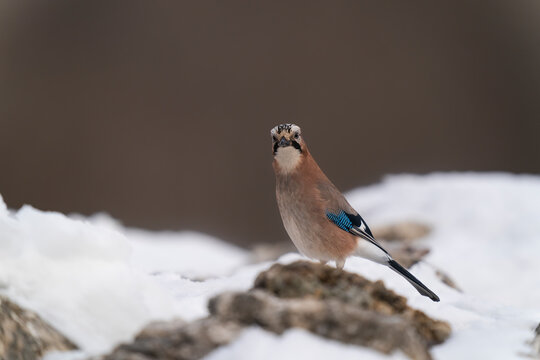 Jay Perched On A Snowy Rock  