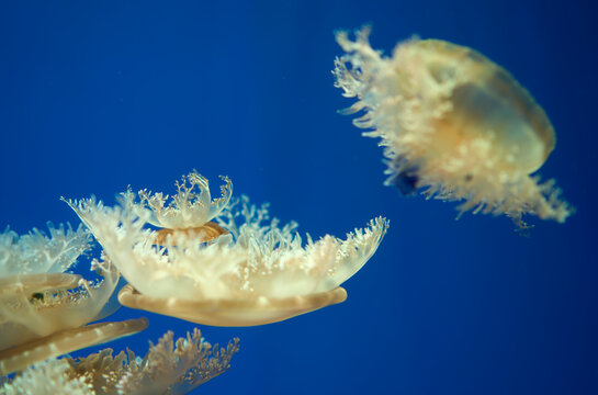 Closeup jellyfish in aquarium