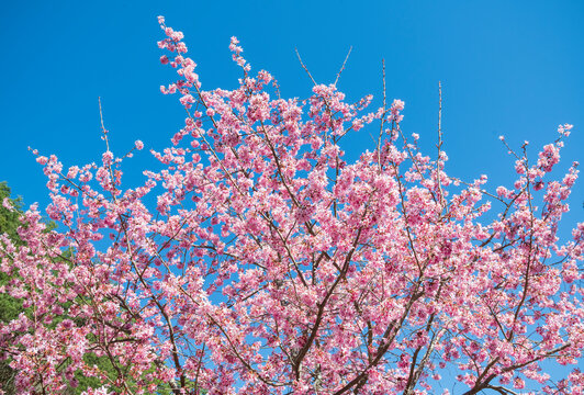 Cherry blossom under sunlight with blue sky