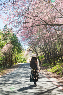 Woman traveling under cherry forest in spring. 
